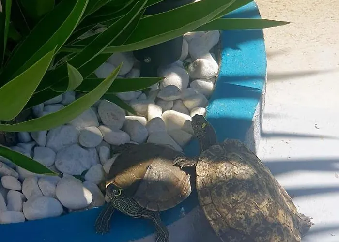 Апартаменти Wonderful White Appartament In Playa Americas